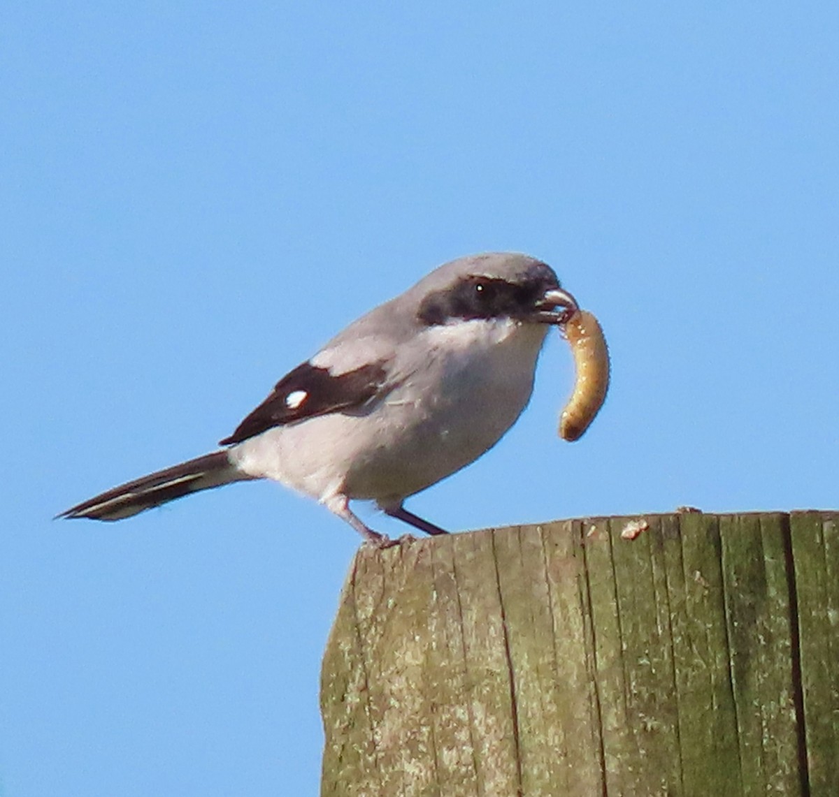 Loggerhead Shrike - ML381993911