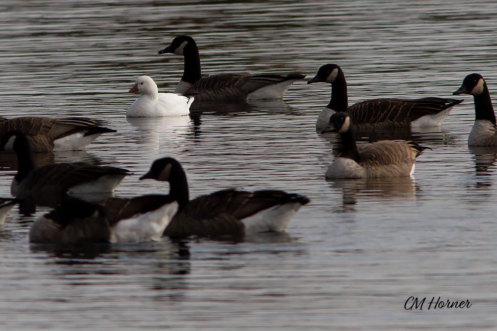 Ross's Goose - ML381995011