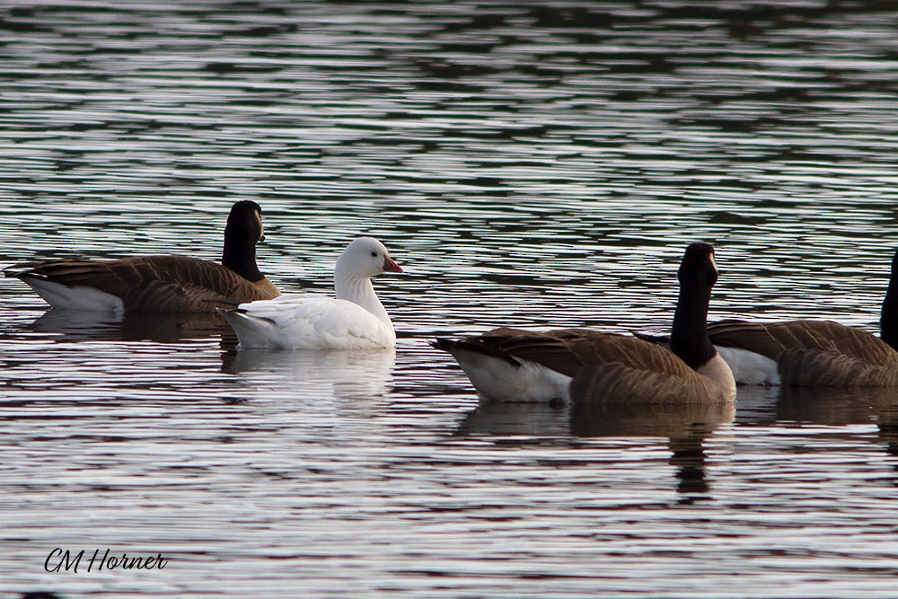 Ross's Goose - Carol Horner