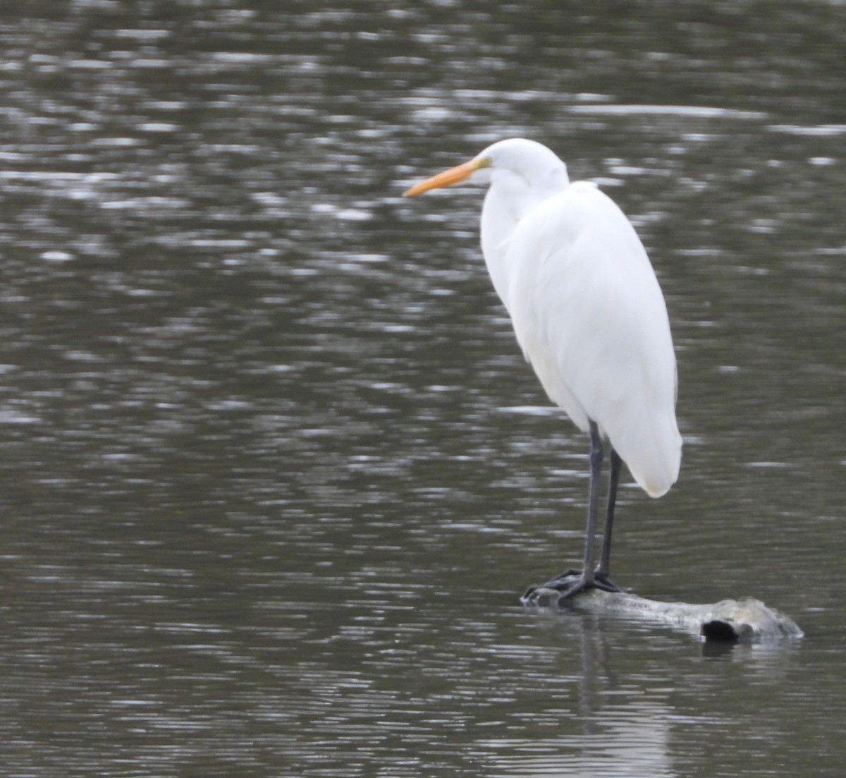 Grande Aigrette - ML381995291