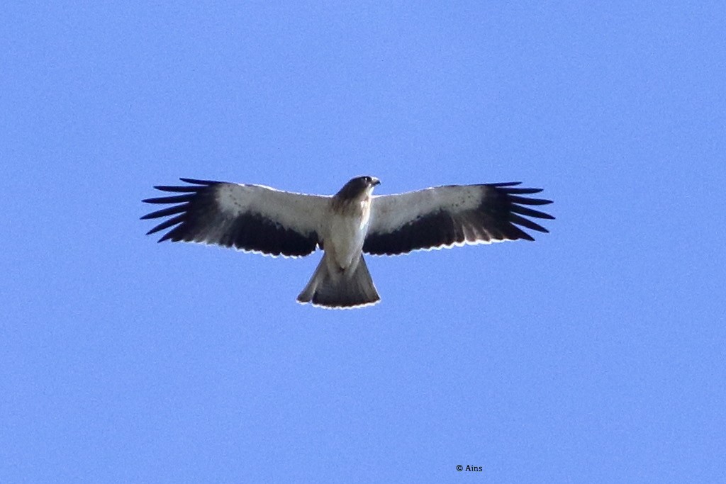 Booted Eagle - ML381995611