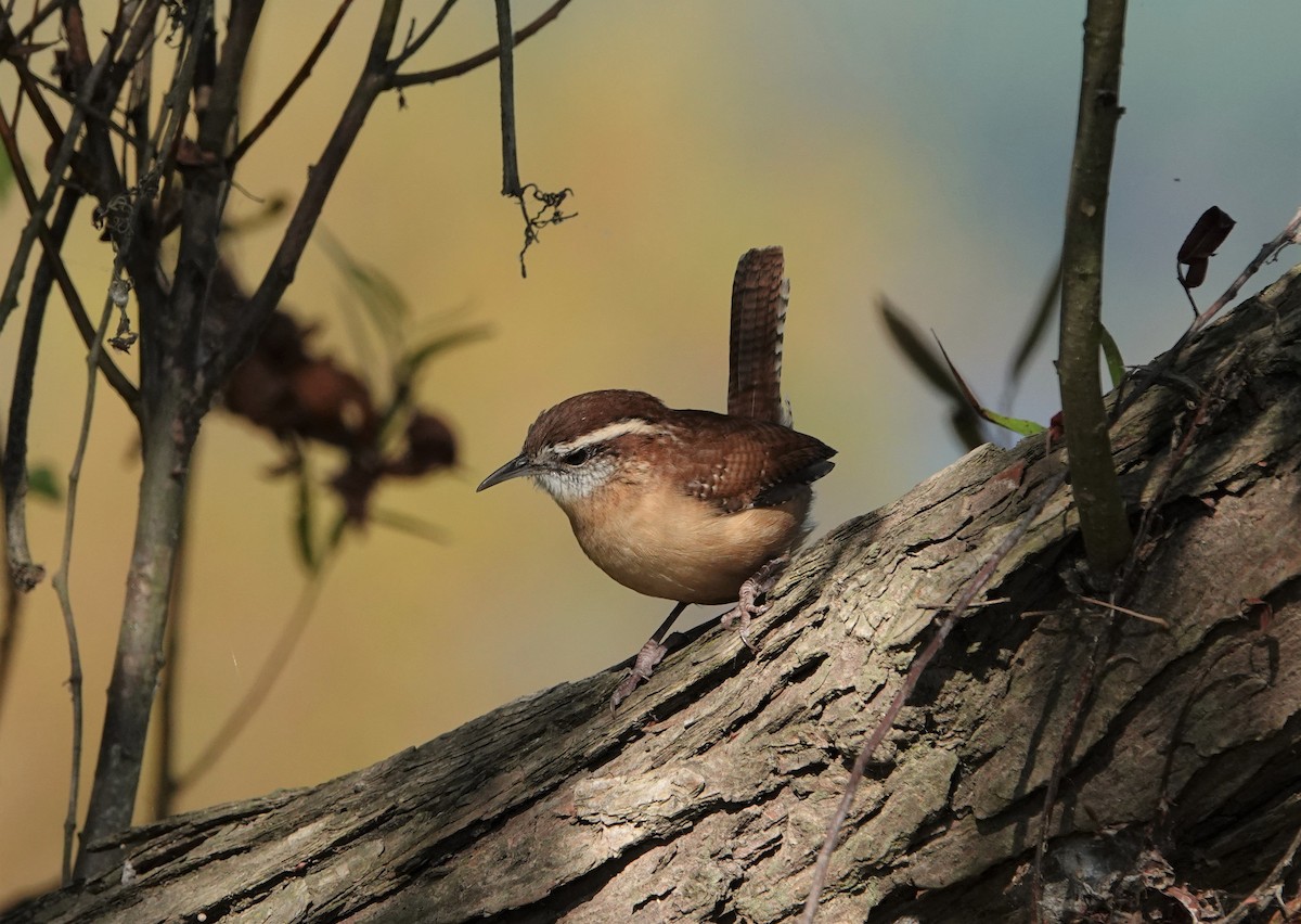 Carolina Wren - Mark Goodwin