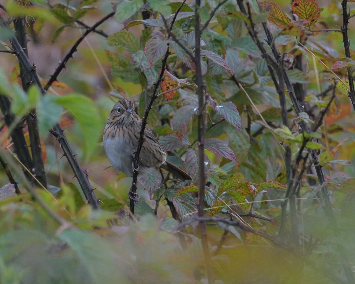 Lincoln's Sparrow - ML381996721