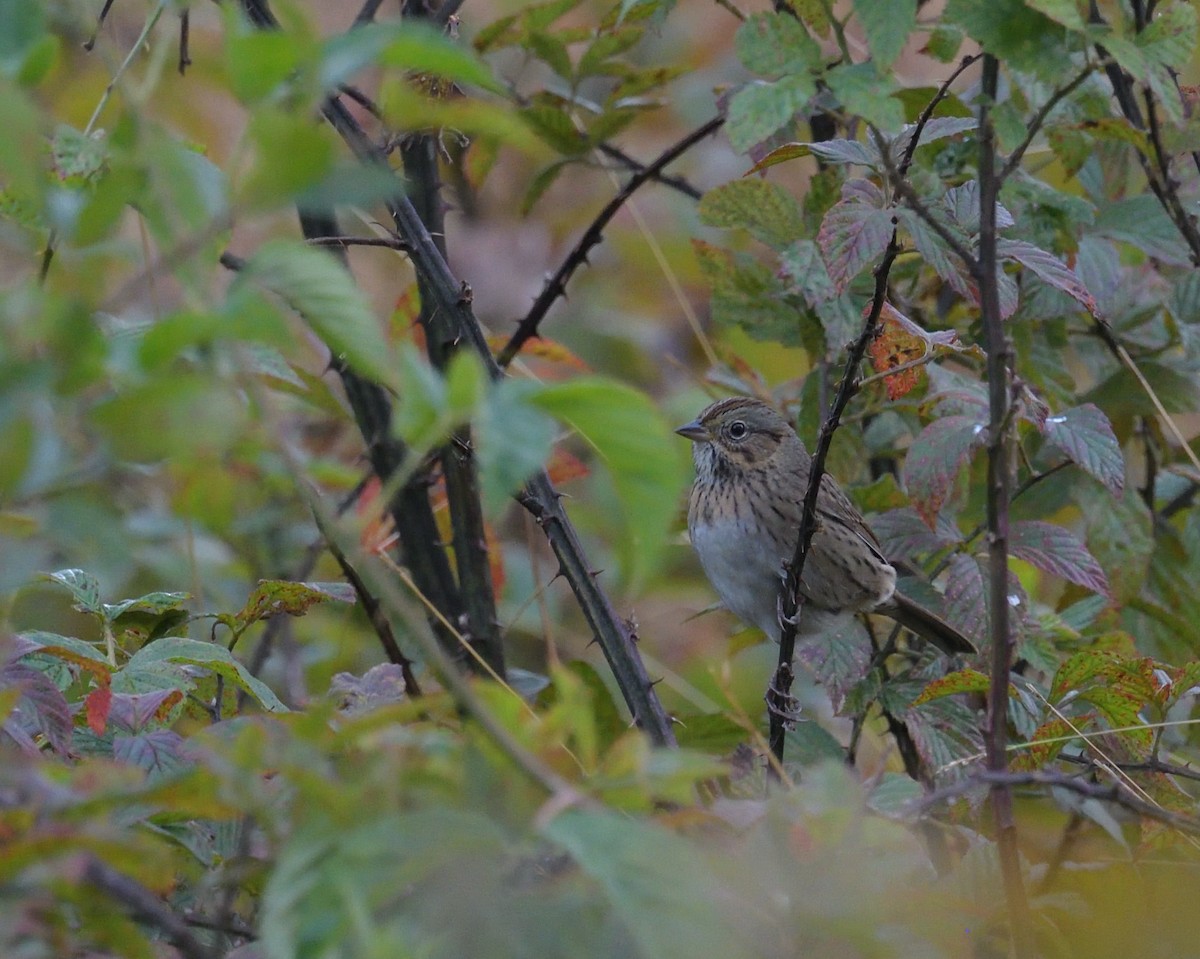 Lincoln's Sparrow - Max Wilson