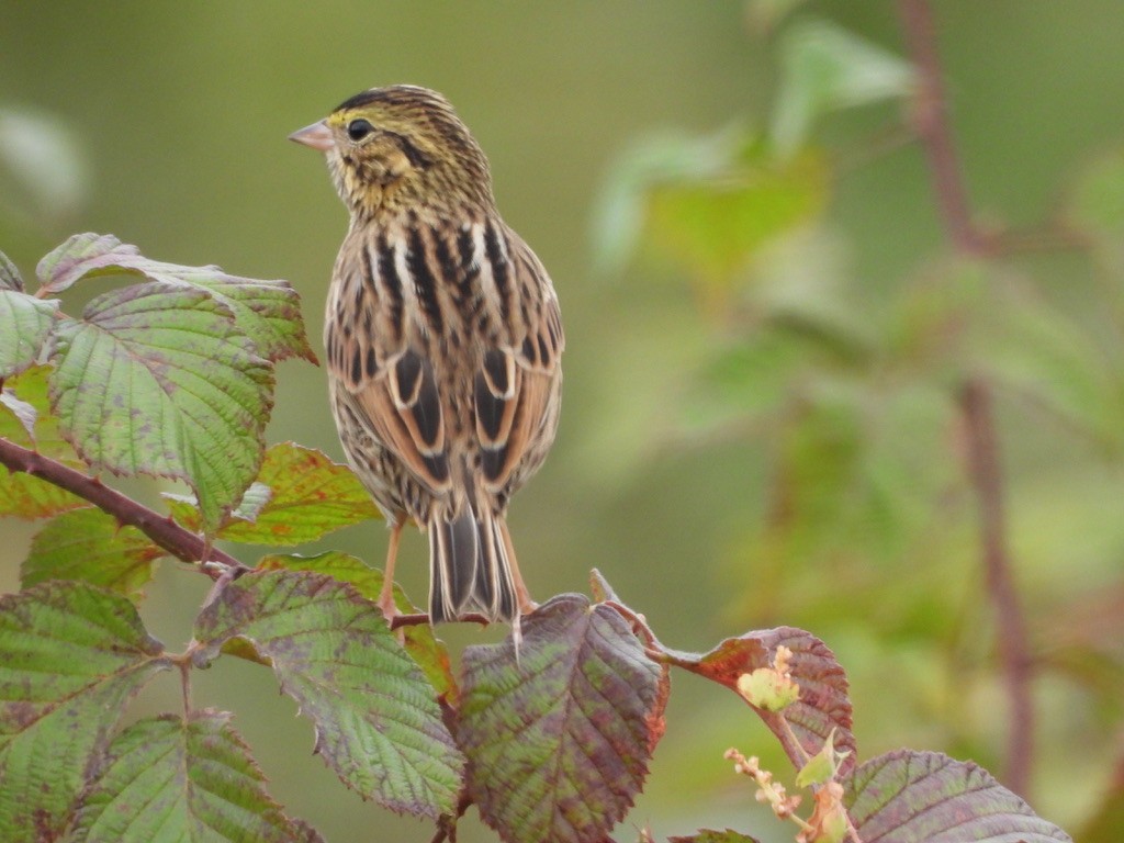 Savannah Sparrow - ML381997221