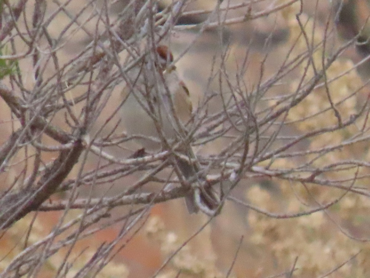 American Tree Sparrow - ML381999291