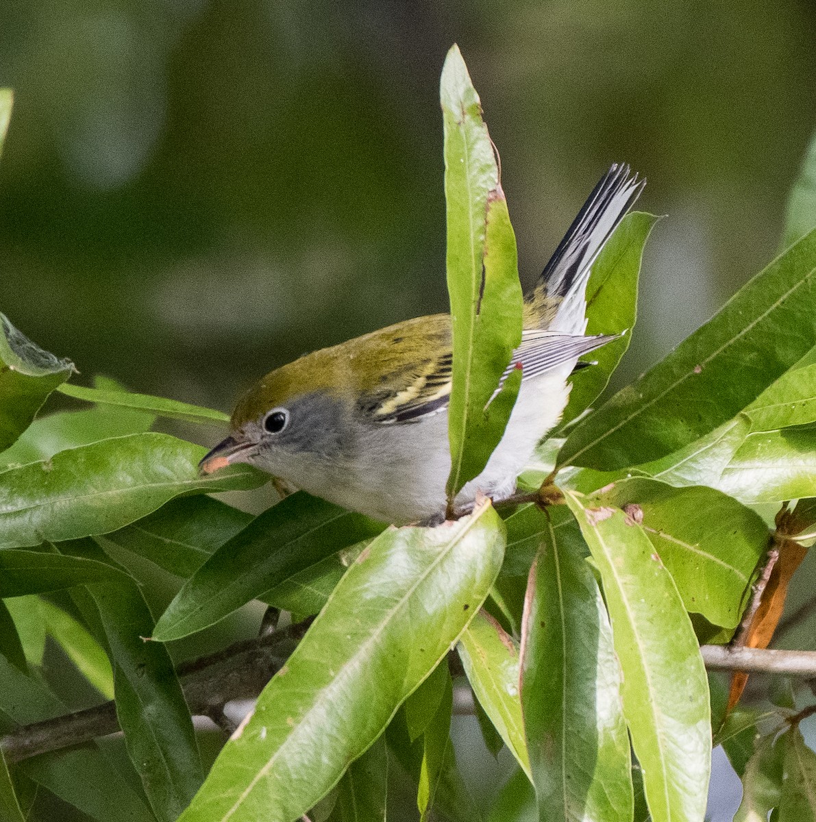 Chestnut-sided Warbler - Liling Warren