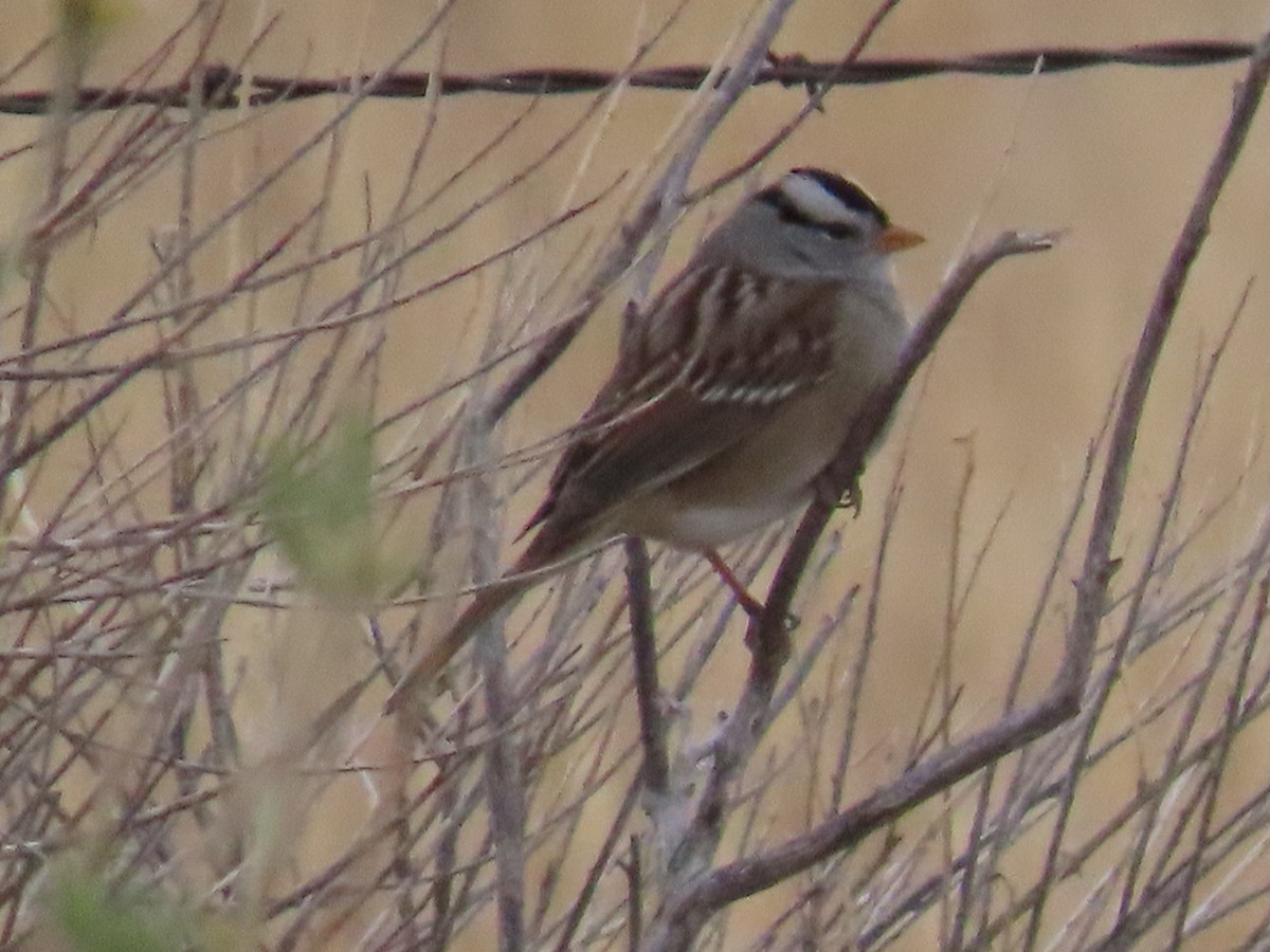 White-crowned Sparrow - ML381999331