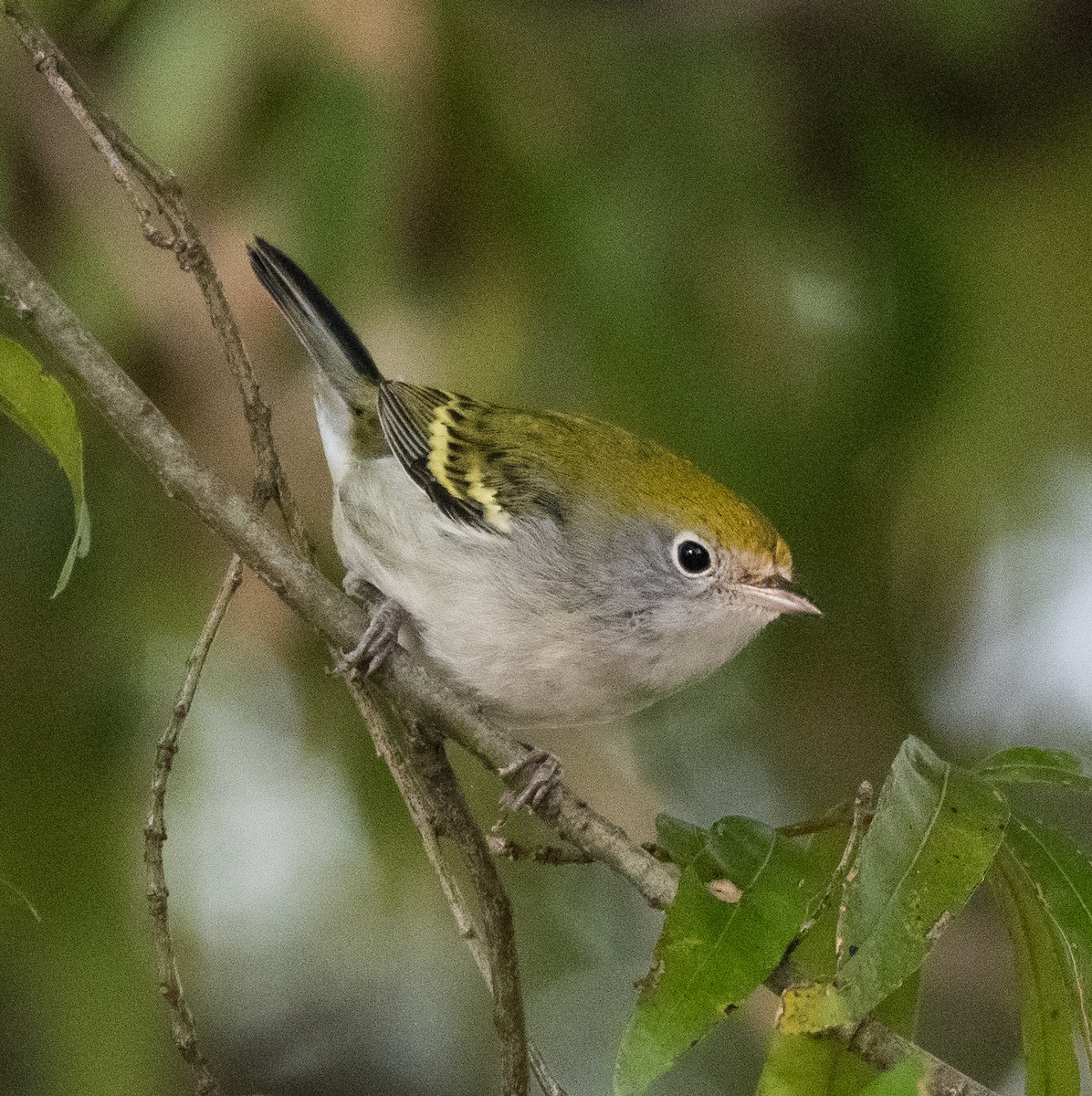 Chestnut-sided Warbler - ML381999451