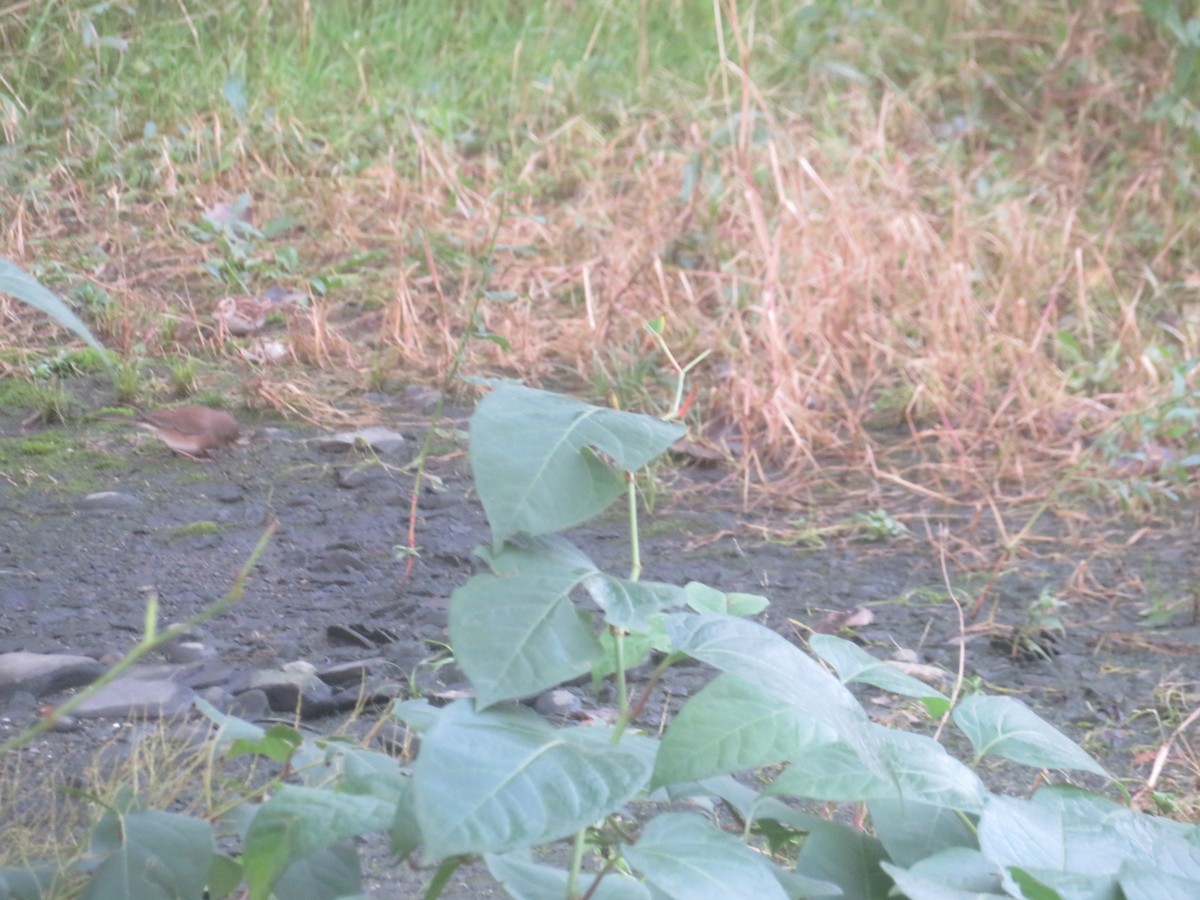 Dark-eyed Junco - ML382000741