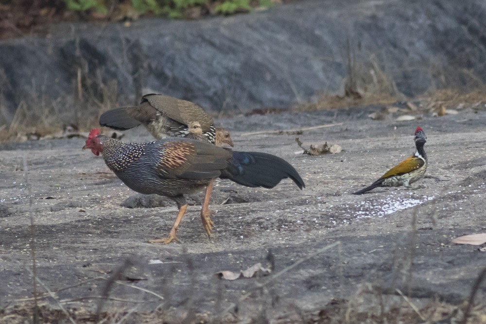 Gray Junglefowl - Michael Todd