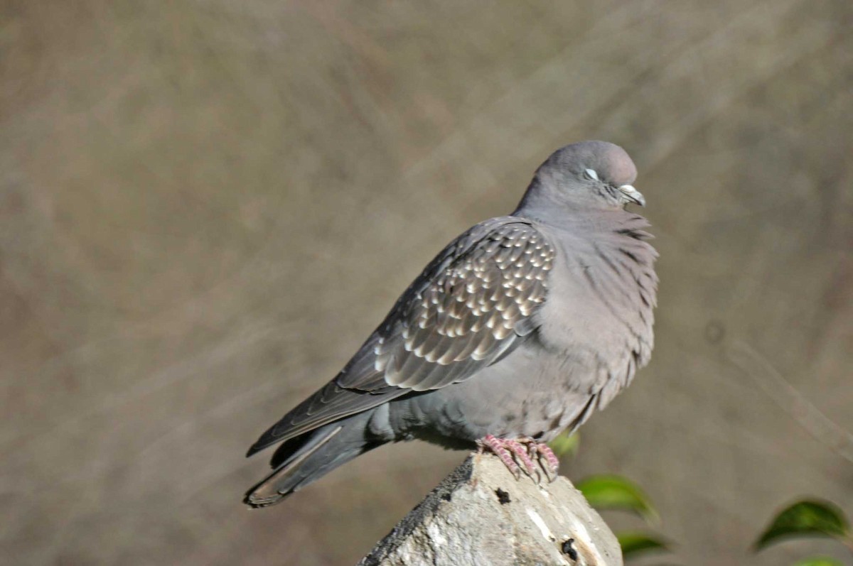 Spot-winged Pigeon - ML382002681