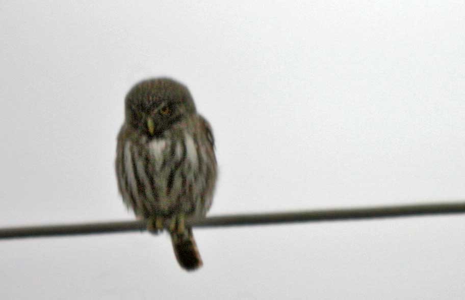 Ferruginous Pygmy-Owl - ML382002761