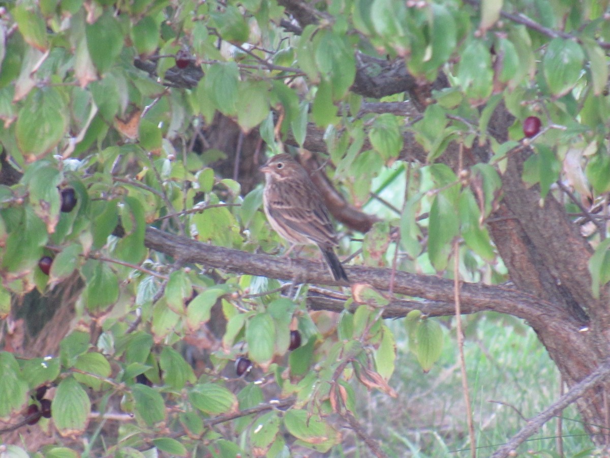 Vesper Sparrow - John Coyle