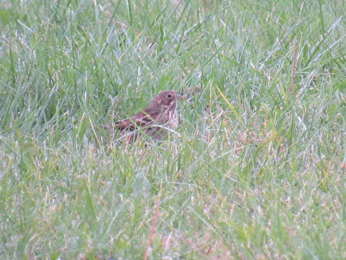 Vesper Sparrow - ML382003571