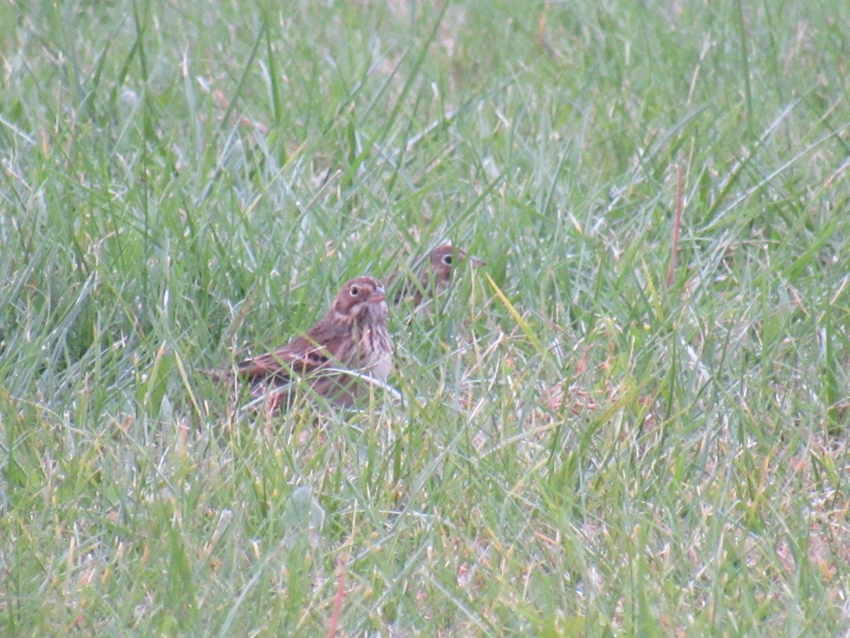 Vesper Sparrow - ML382003581