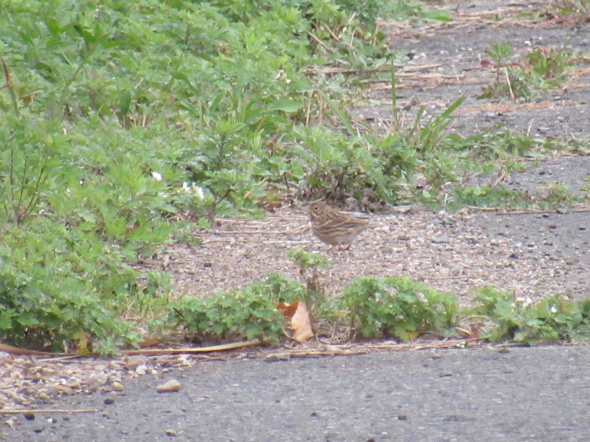 Vesper Sparrow - ML382003641