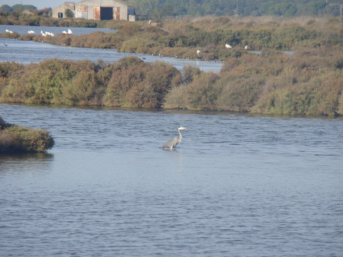 Gray Heron - ML382004331