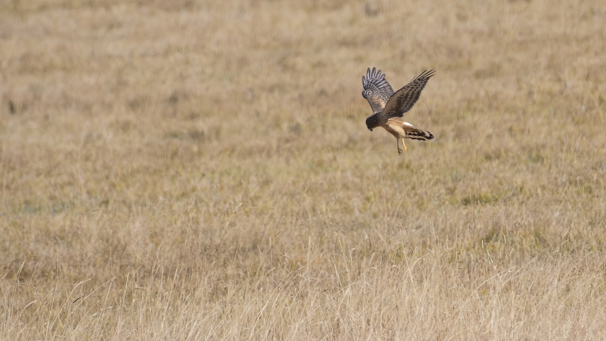 Northern Harrier - ML382005821