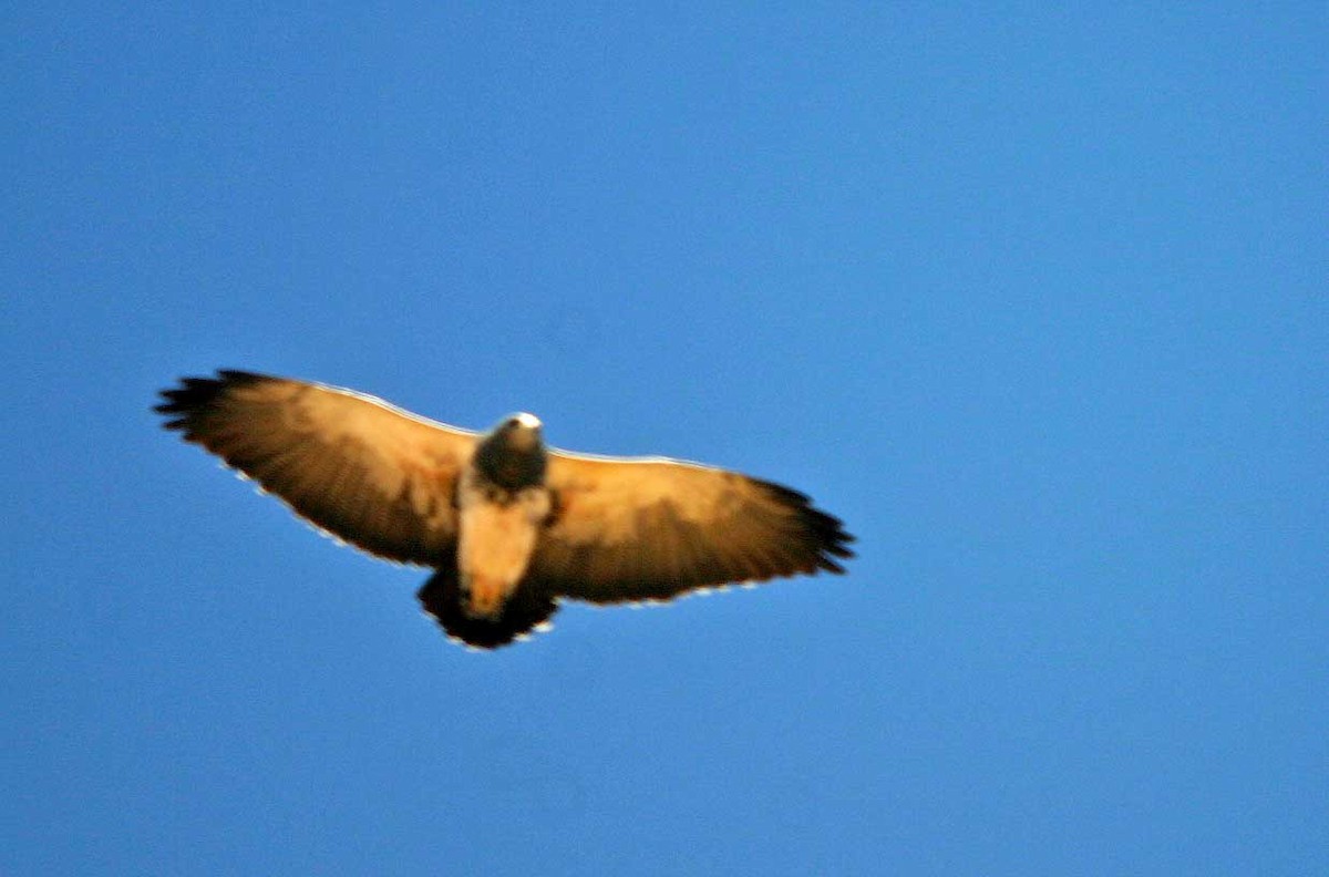 Black-chested Buzzard-Eagle - ML382006301