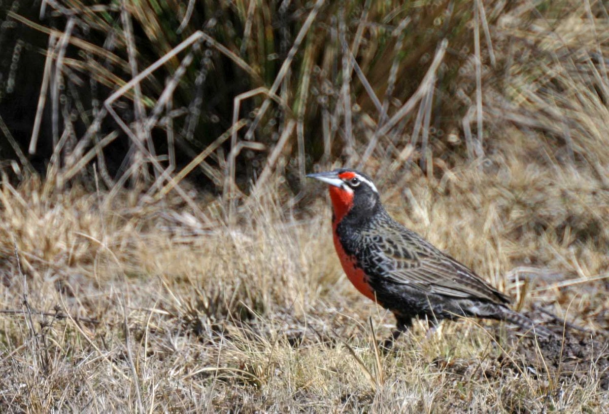 Long-tailed Meadowlark - ML382006381