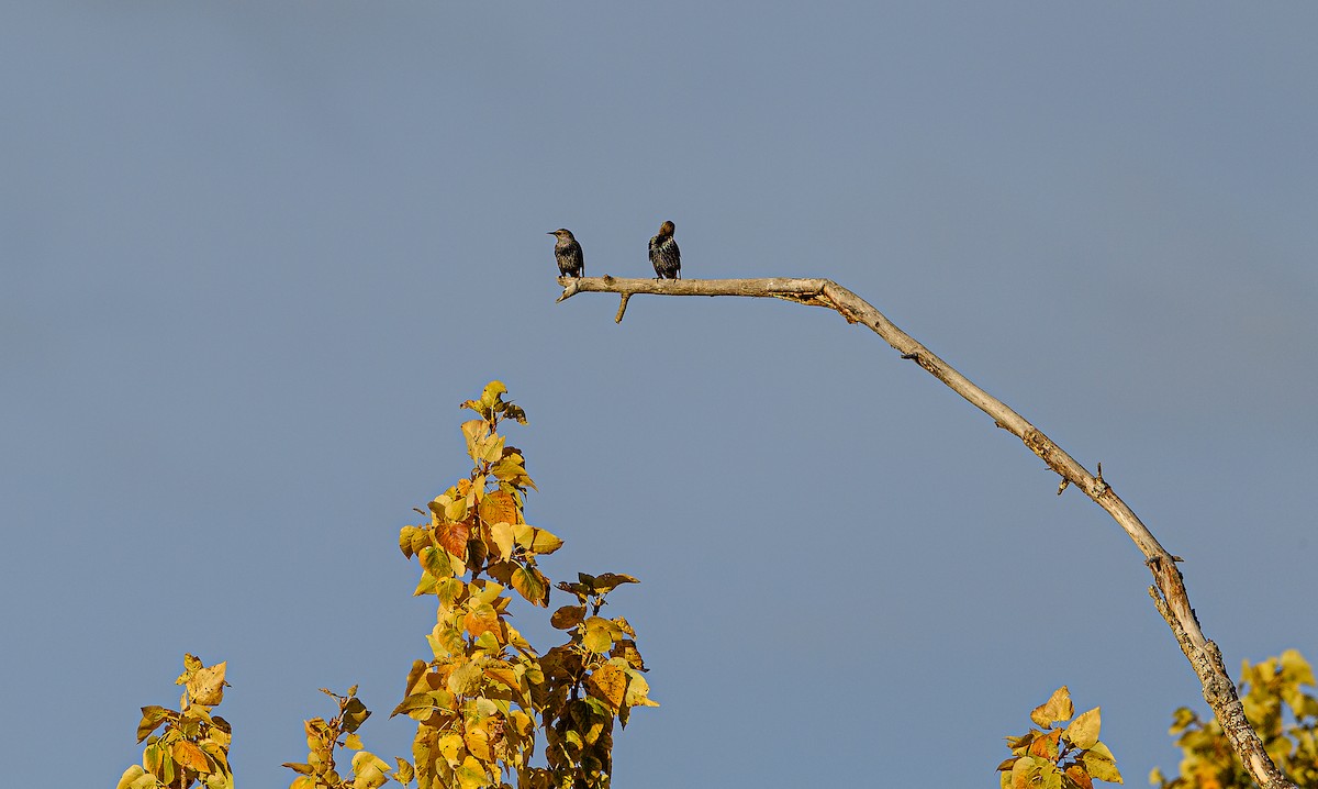 European Starling - Ken Miracle