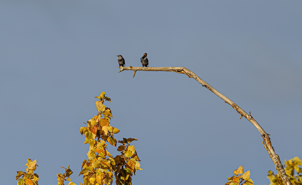 European Starling - ML382006561