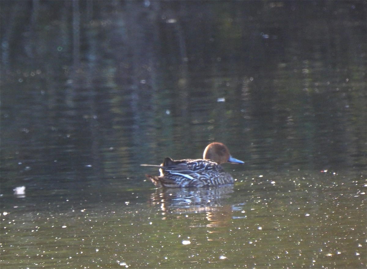 Northern Pintail - ML382007271