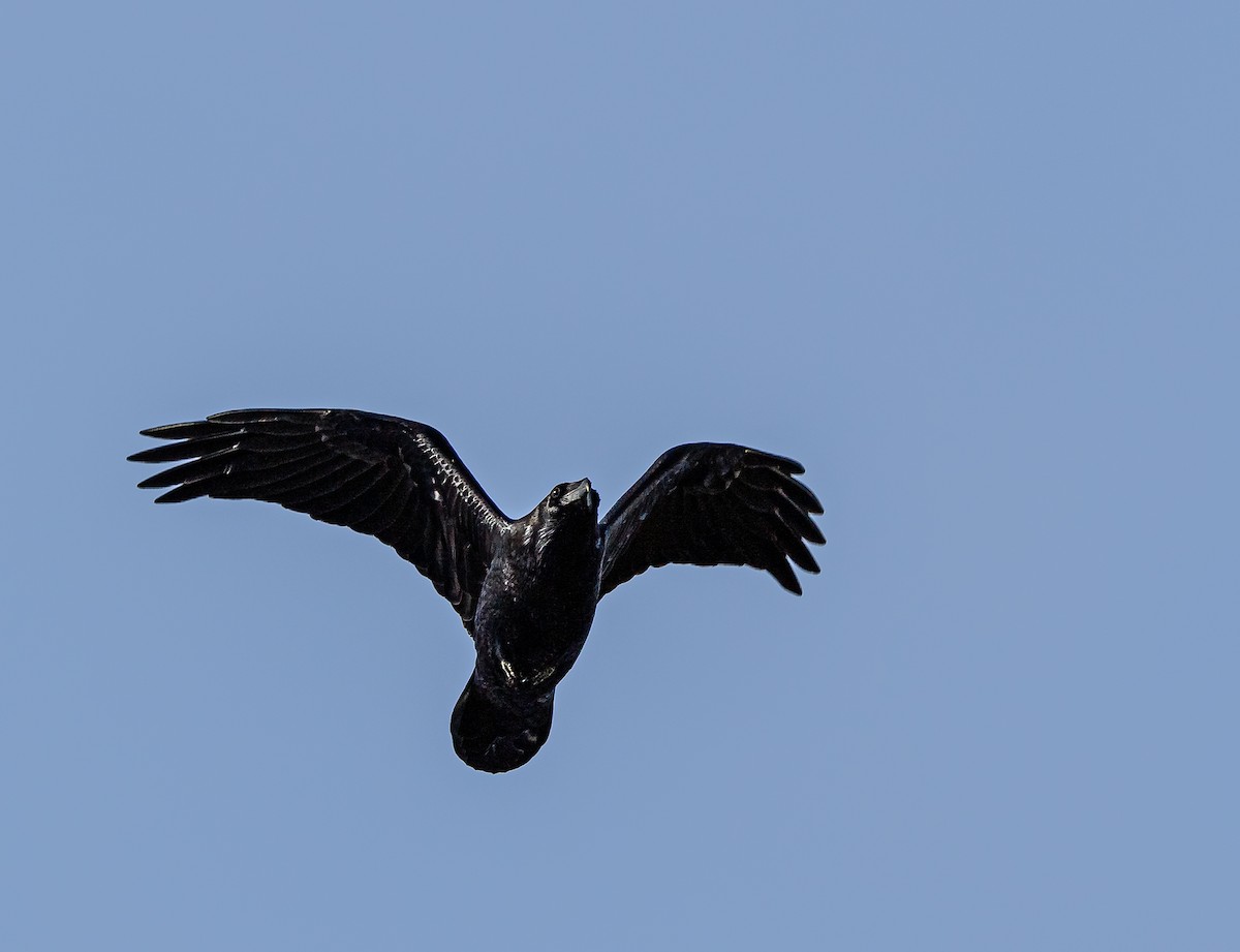 American Crow - ML382007561