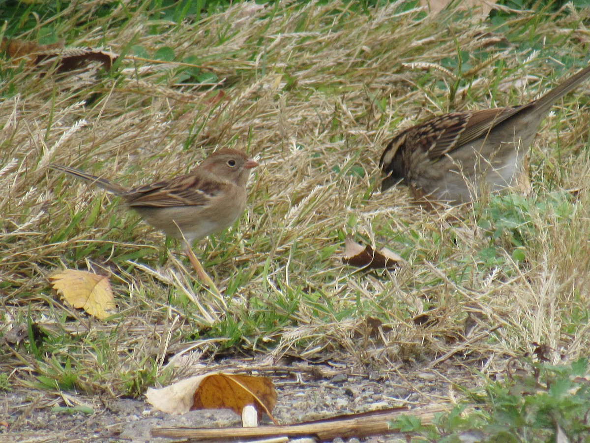 Field Sparrow - ML382007711