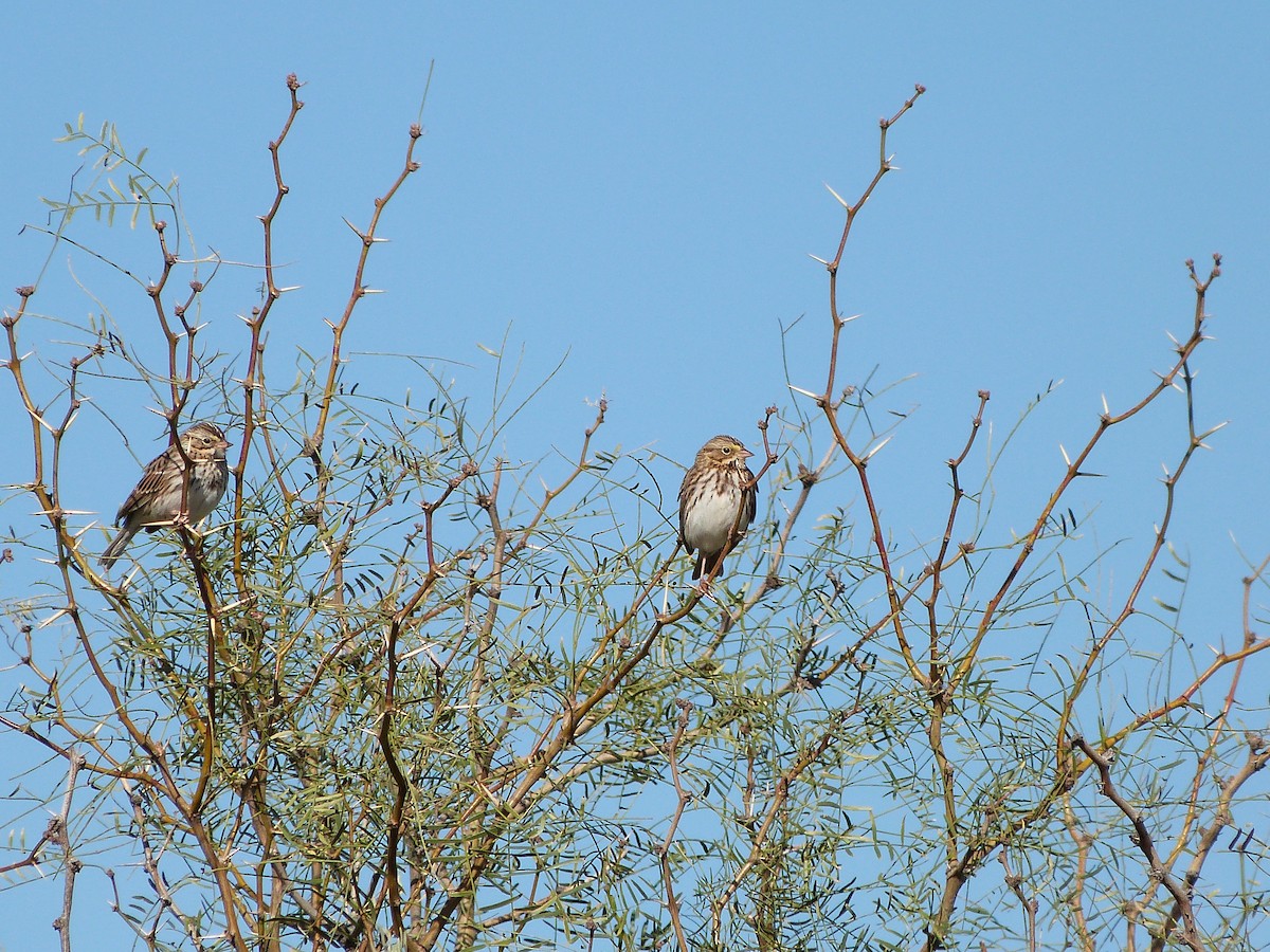 Savannah Sparrow - ML382007871