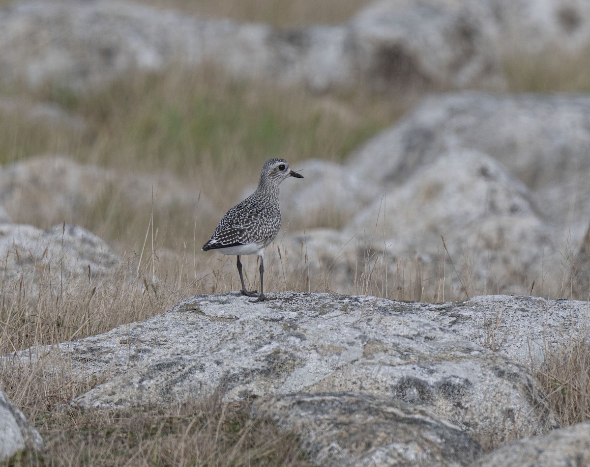 Black-bellied Plover - ML382009251