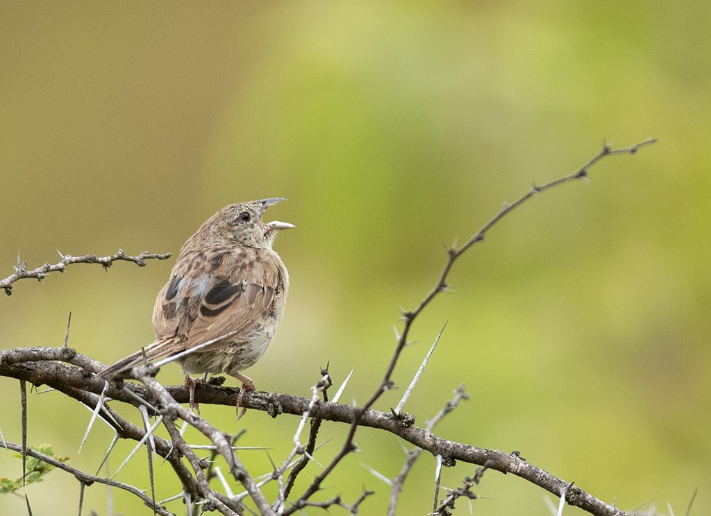 Botteri's Sparrow (Botteri's) - ML382010381