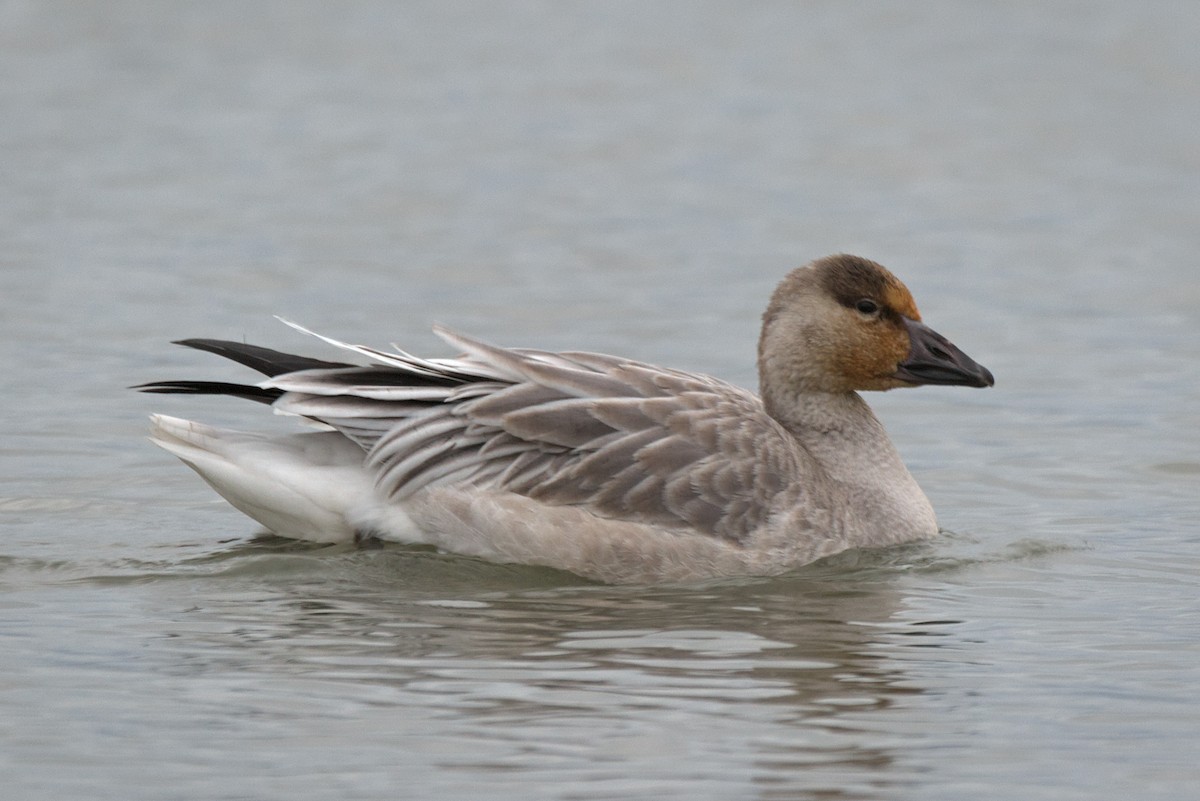 Snow Goose - Kevin Krebs