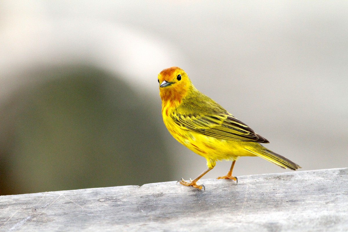 Mangrove Yellow Warbler (Ecuadorian) - Glenn Seeholzer