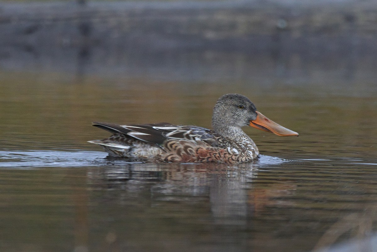 Northern Shoveler - ML382012281