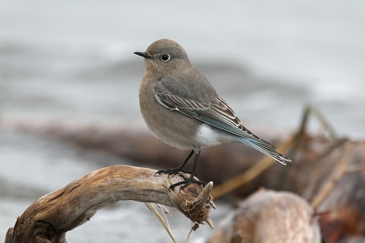 Mountain Bluebird - Kevin Krebs