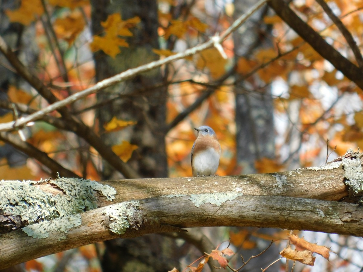 Eastern Bluebird - ML382012461