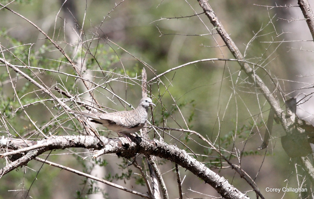 Peaceful Dove - ML38201311