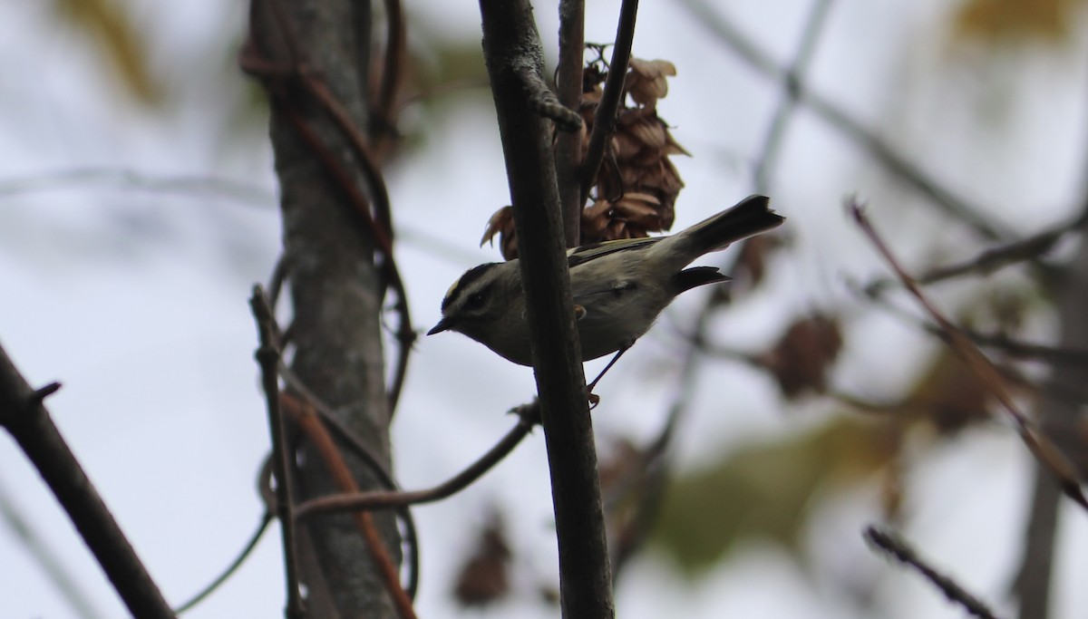 Golden-crowned Kinglet - ML382015621