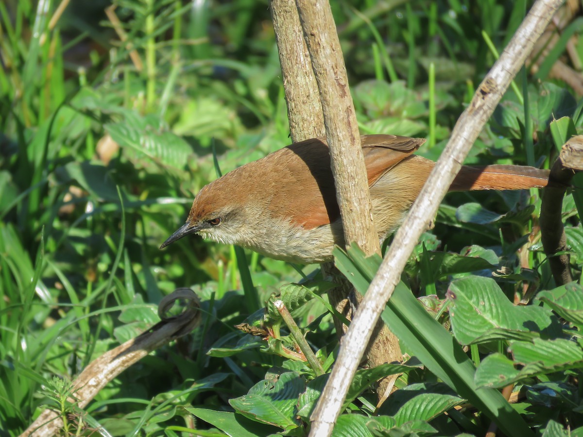 Yellow-chinned Spinetail - ML382015671