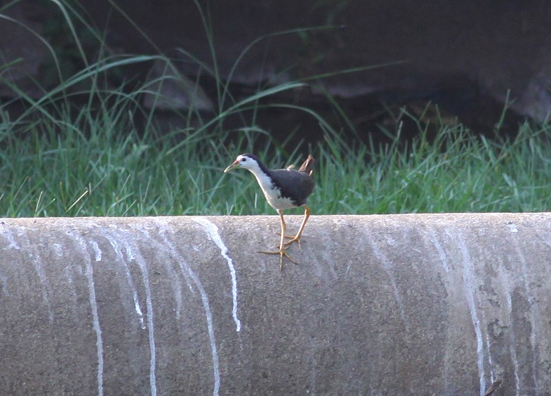 White-breasted Waterhen - Michael Todd