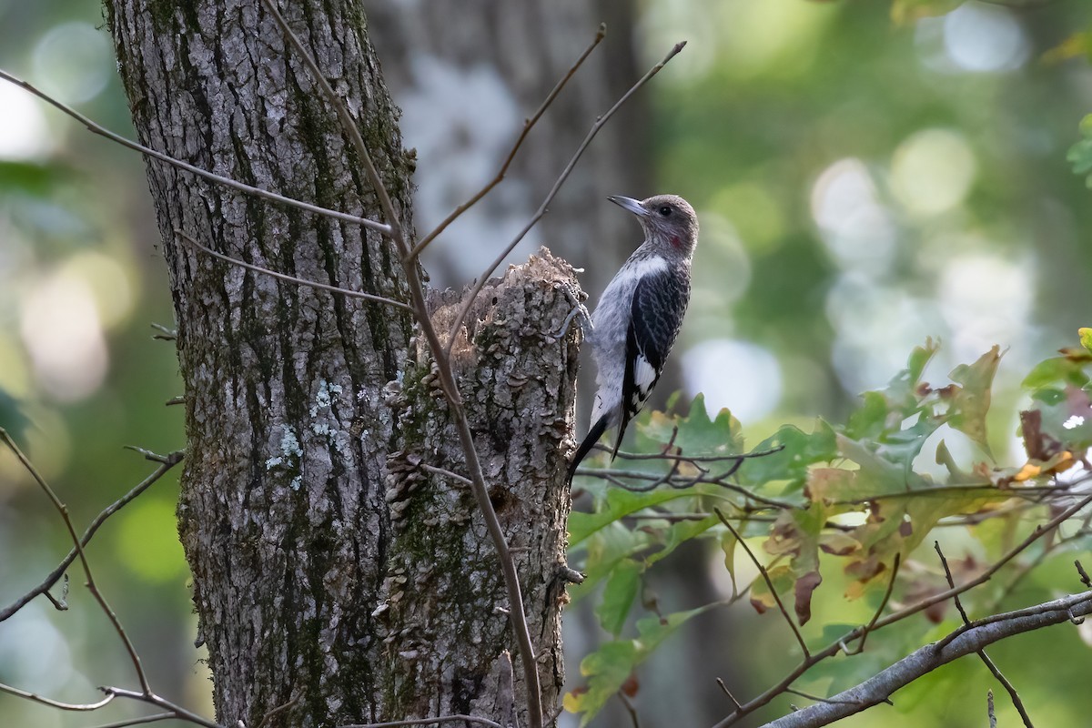 Red-headed Woodpecker - Kathy Malone