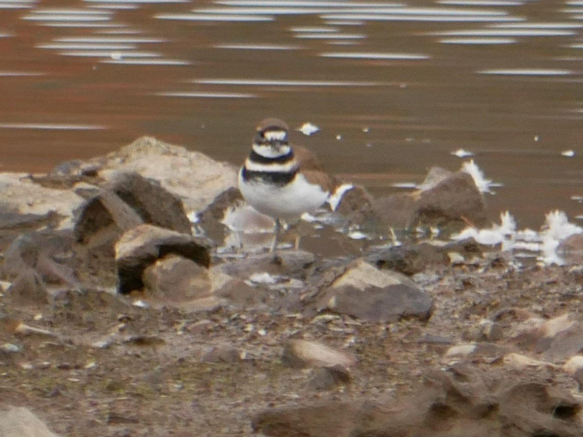 Killdeer - ML382021501