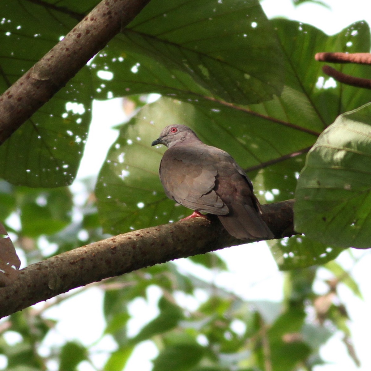 Dusky Pigeon - Glenn Seeholzer
