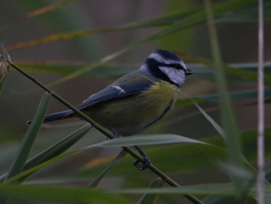 Eurasian Blue Tit - ML382023011