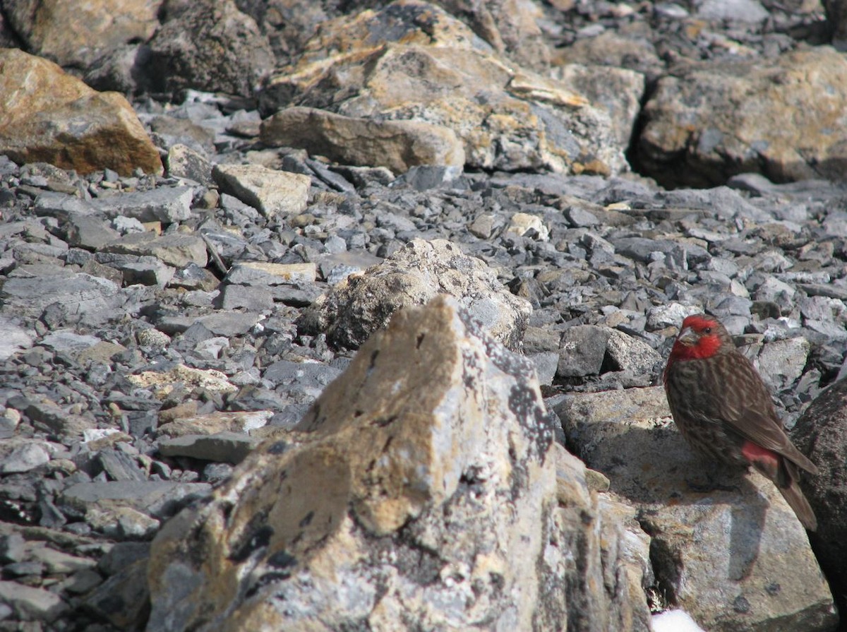 Red-fronted Rosefinch - ML382023181