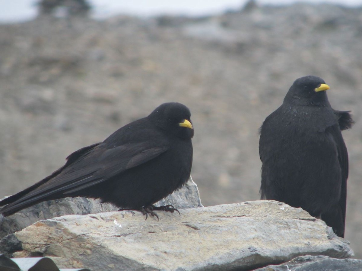 Yellow-billed Chough - ML382023251