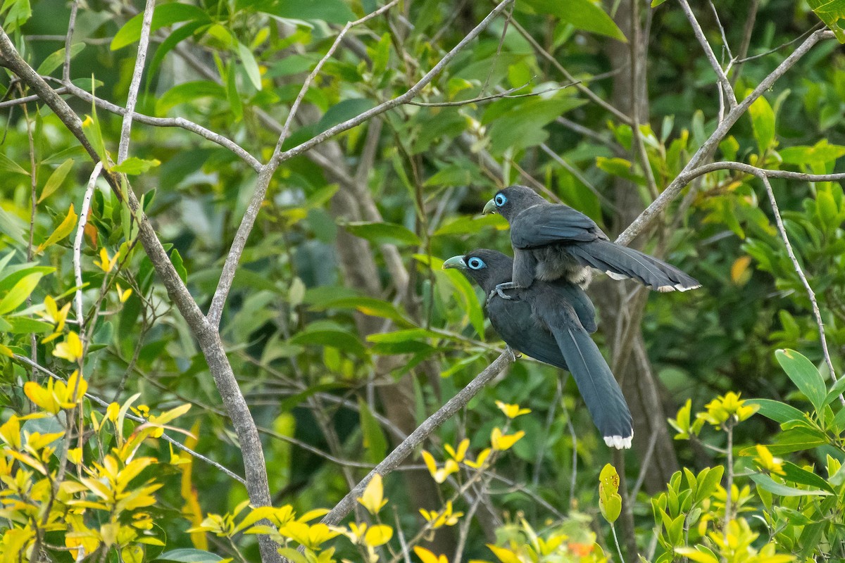 Blue-faced Malkoha - ML382023261