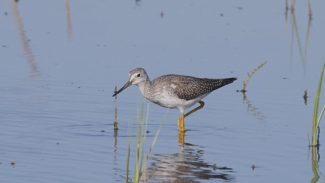 Greater Yellowlegs - ML382023451